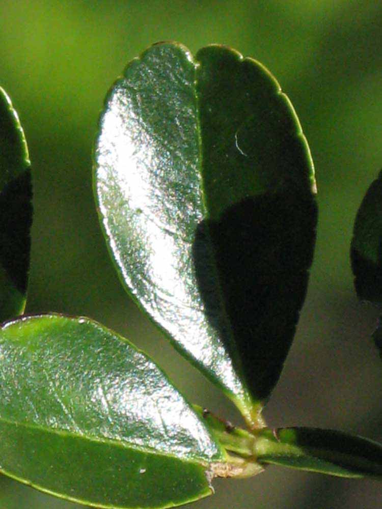              Margin (Winter Haven, FL)       